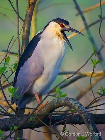 Heron Yawn_45879.jpg - Black-crowned Night Heron (Nycticorax nycticorax)Photographed at Lake Martin near Breaux Bridge, Louisiana, USA.